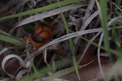 Bolbocerosoma bruneri