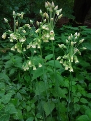 Allium siculum