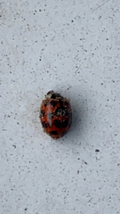 Harmonia axyridis