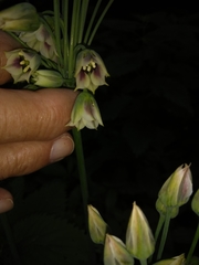 Allium siculum