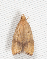 Psilocorsis cryptolechiella