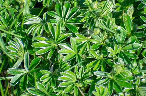 Alchemilla nitida, photograph 3