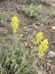 Castilleja flava