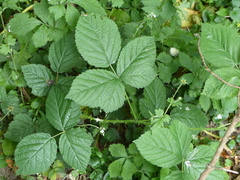 Rubus apetalus