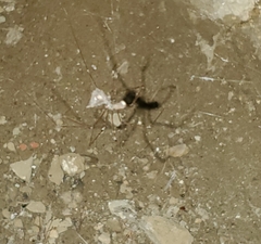 Pholcus