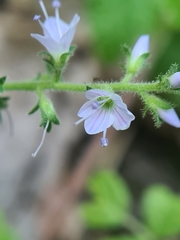 Veronica officinalis