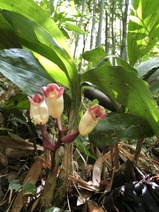 Acanthophippium sylhetense