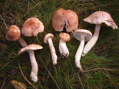 Pudorini