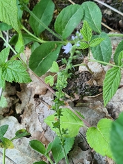 Veronica officinalis