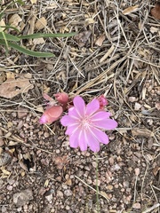 Lewisia rediviva