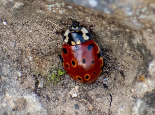 Eyed ladybird