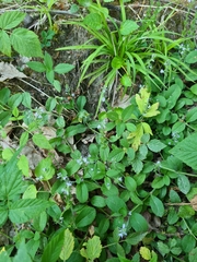 Veronica officinalis
