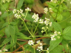 Emmeorhiza umbellata