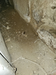 Pholcus