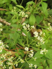 Emmeorhiza umbellata