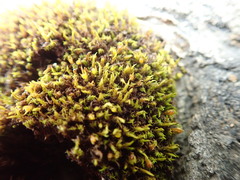 Schistidium maritimum