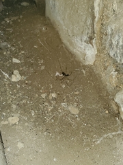 Pholcus