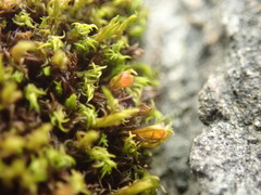 Schistidium maritimum