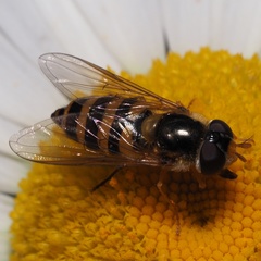 Epistrophe nitidicollis
