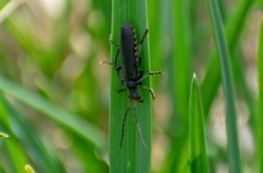 Cantharis tristis
