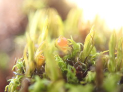 Schistidium maritimum