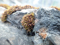 Schistidium maritimum