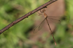 Lestes sigma