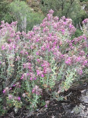 Teucrium marum