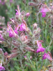 Teucrium marum