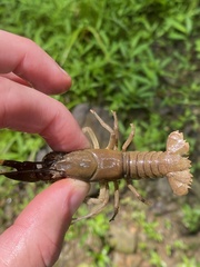 Cambarus carinirostris