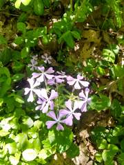 Phlox divaricata divaricata