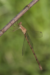 Lestes sigma