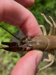 Cambarus carinirostris