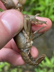 Cambarus carinirostris