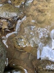 Cambarus carinirostris