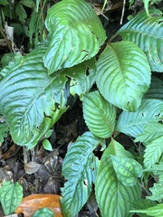 Rhynchotechum formosanum