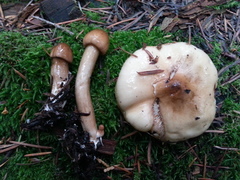 Limacella
