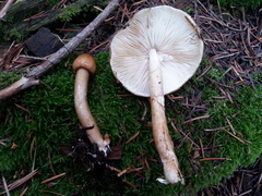 Limacella