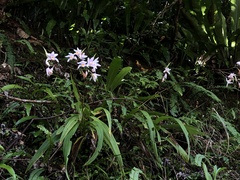 Bletilla formosana