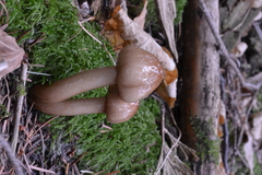 Limacella
