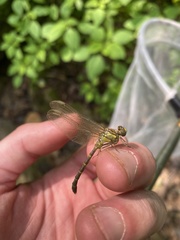 Stylogomphus