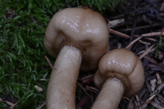 Limacella