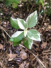 Euphorbia heterophylla