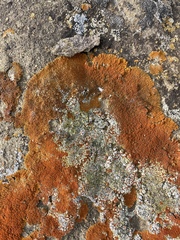 Xanthomendoza trachyphylla