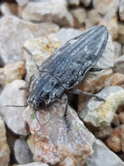 Chalcophora intermedia