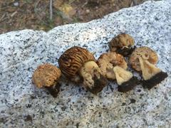 Morchella populiphila