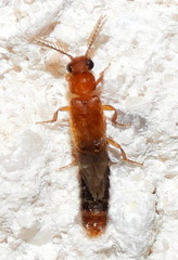 Distremocephalus texanus