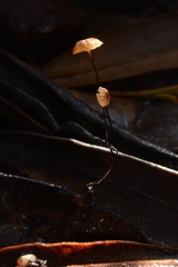 Cryptomarasmius corbariensis