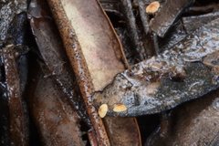 Cryptomarasmius corbariensis