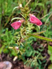 Tephrosia onobrychoides